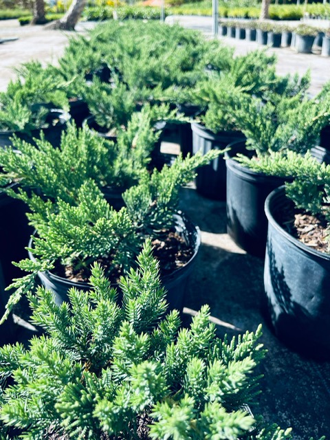 juniperus-juniper