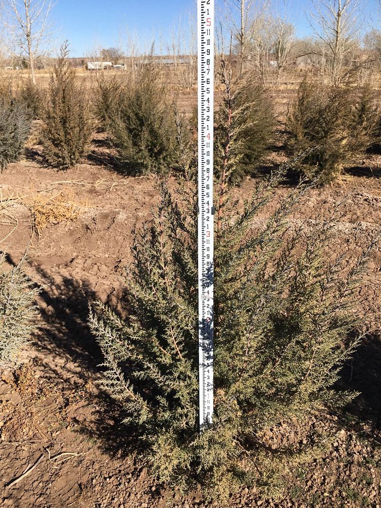 juniperus-monosperma-cherrystone-juniper-redberry-juniper-one-seed-juniper
