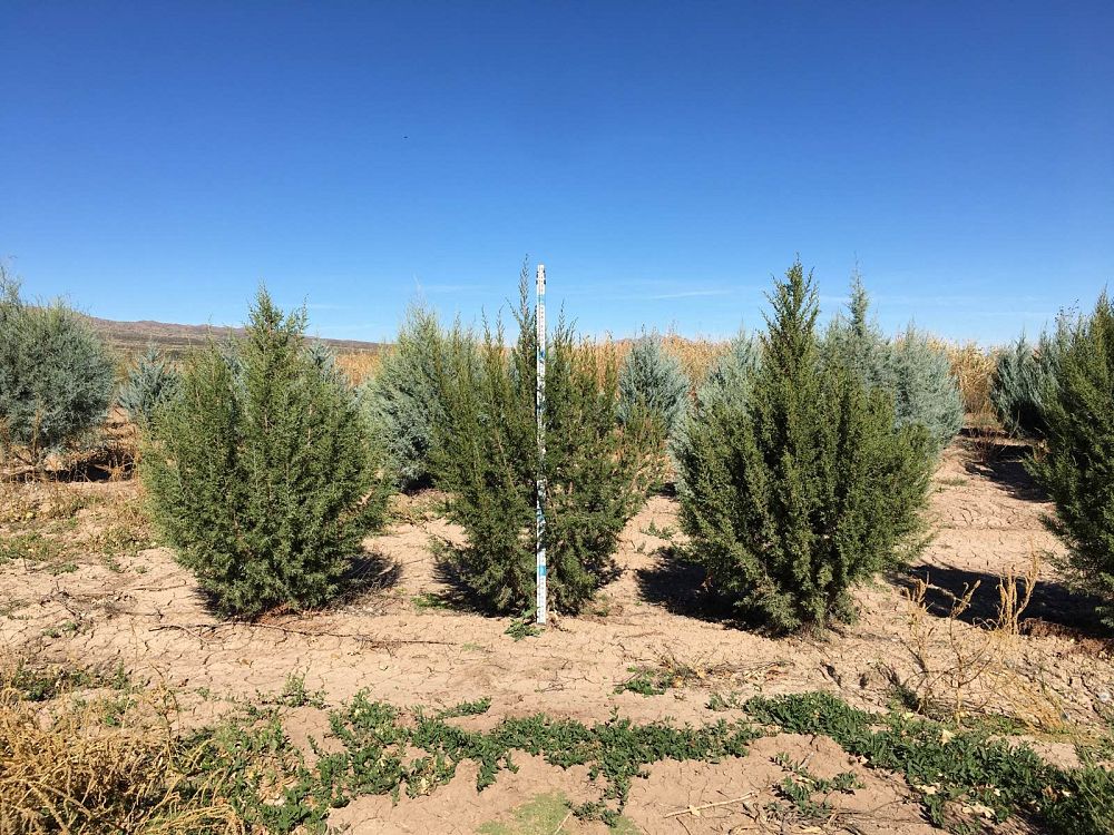 juniperus-monosperma-cherrystone-juniper-redberry-juniper-one-seed-juniper