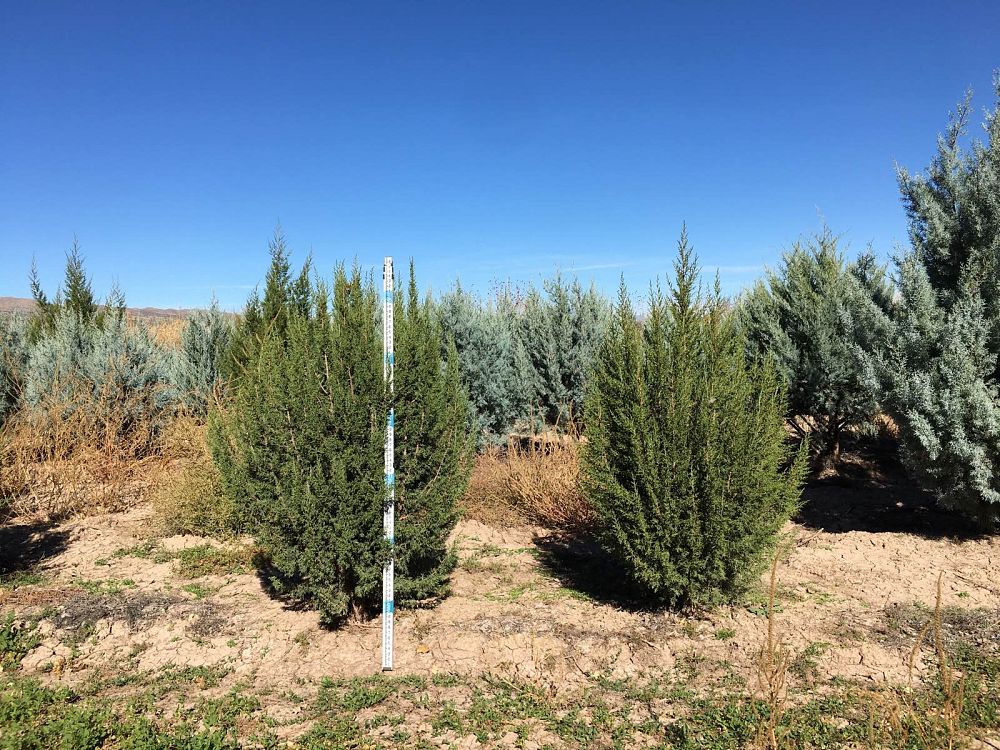 juniperus-monosperma-cherrystone-juniper-redberry-juniper-one-seed-juniper