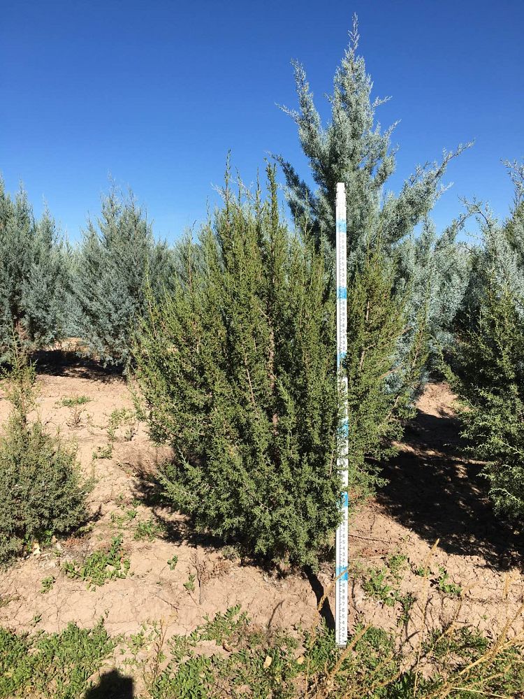 juniperus-monosperma-cherrystone-juniper-redberry-juniper-one-seed-juniper