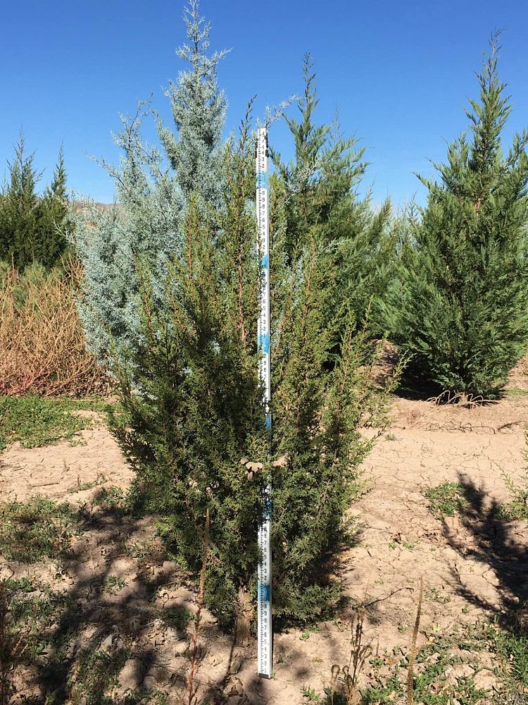 juniperus-monosperma-cherrystone-juniper-redberry-juniper-one-seed-juniper