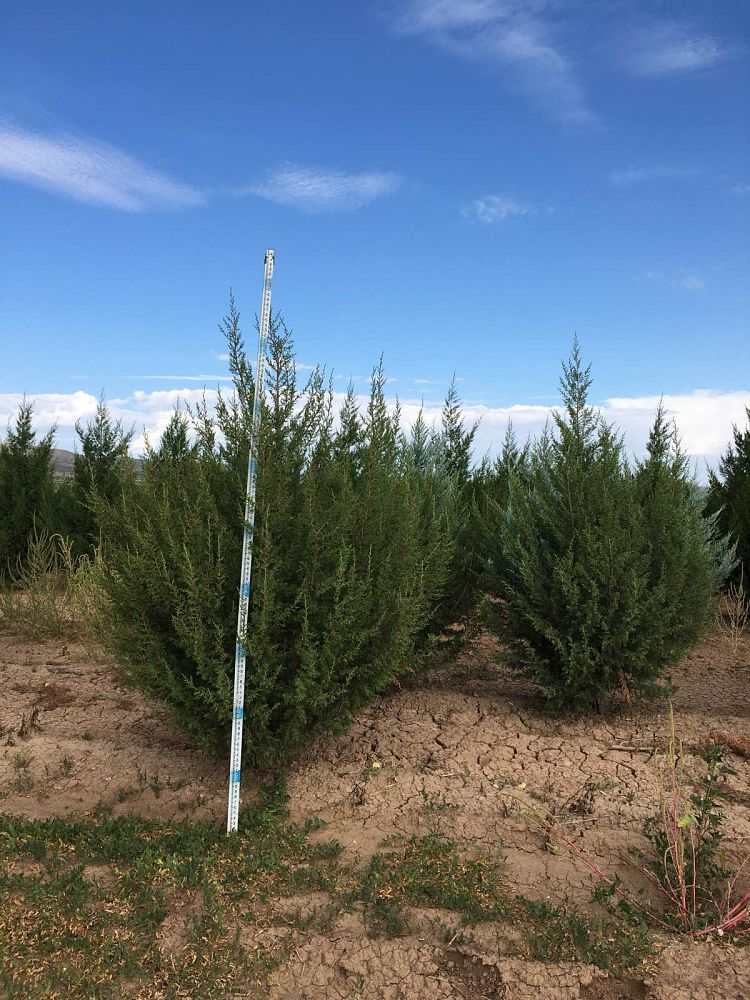 juniperus-monosperma-cherrystone-juniper-redberry-juniper-one-seed-juniper