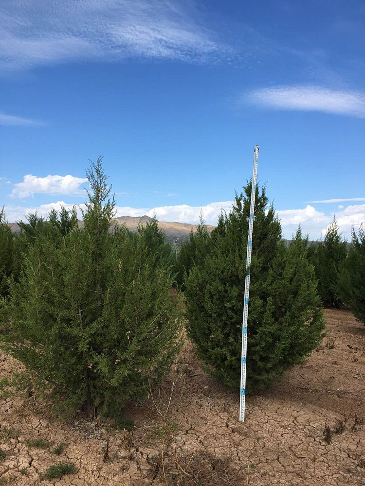 juniperus-monosperma-cherrystone-juniper-redberry-juniper-one-seed-juniper