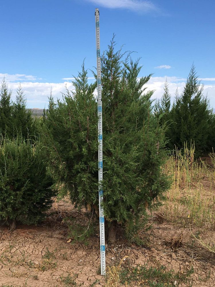 juniperus-monosperma-cherrystone-juniper-redberry-juniper-one-seed-juniper