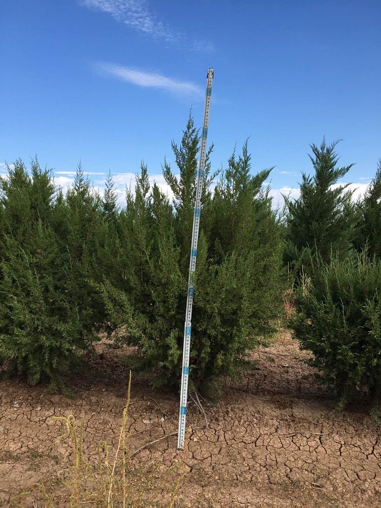 juniperus-monosperma-cherrystone-juniper-redberry-juniper-one-seed-juniper