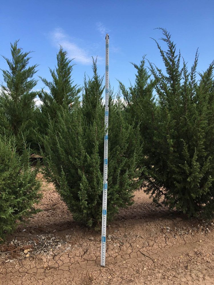 juniperus-monosperma-cherrystone-juniper-redberry-juniper-one-seed-juniper