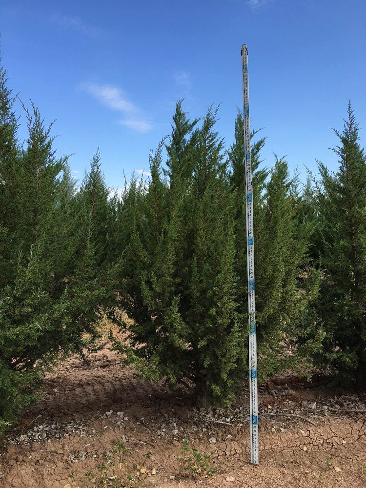 juniperus-monosperma-cherrystone-juniper-redberry-juniper-one-seed-juniper