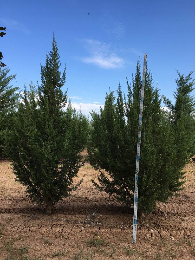juniperus-monosperma-cherrystone-juniper-redberry-juniper-one-seed-juniper