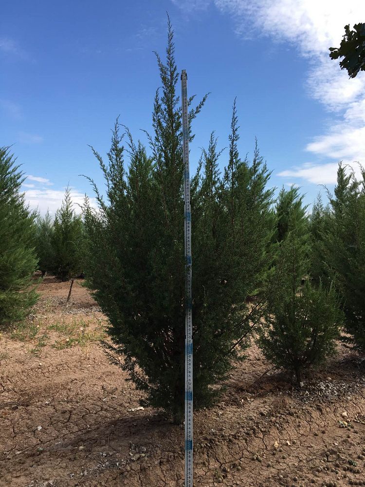 juniperus-monosperma-cherrystone-juniper-redberry-juniper-one-seed-juniper