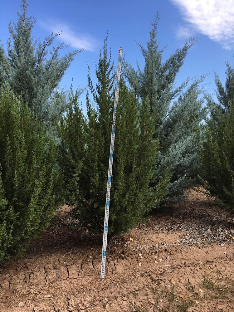 juniperus-monosperma-cherrystone-juniper-redberry-juniper-one-seed-juniper