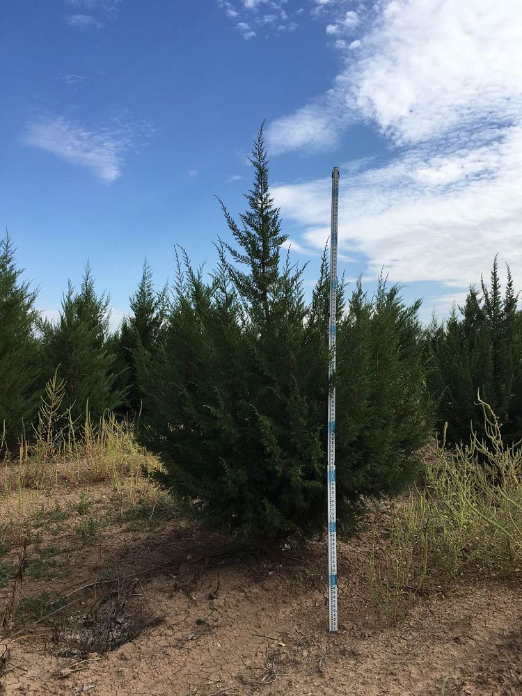 juniperus-monosperma-cherrystone-juniper-redberry-juniper-one-seed-juniper