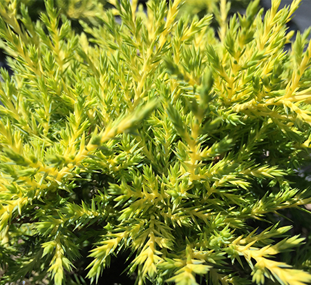 juniperus-pfitzeriana-monsan-chinese-juniper-sea-of-gold