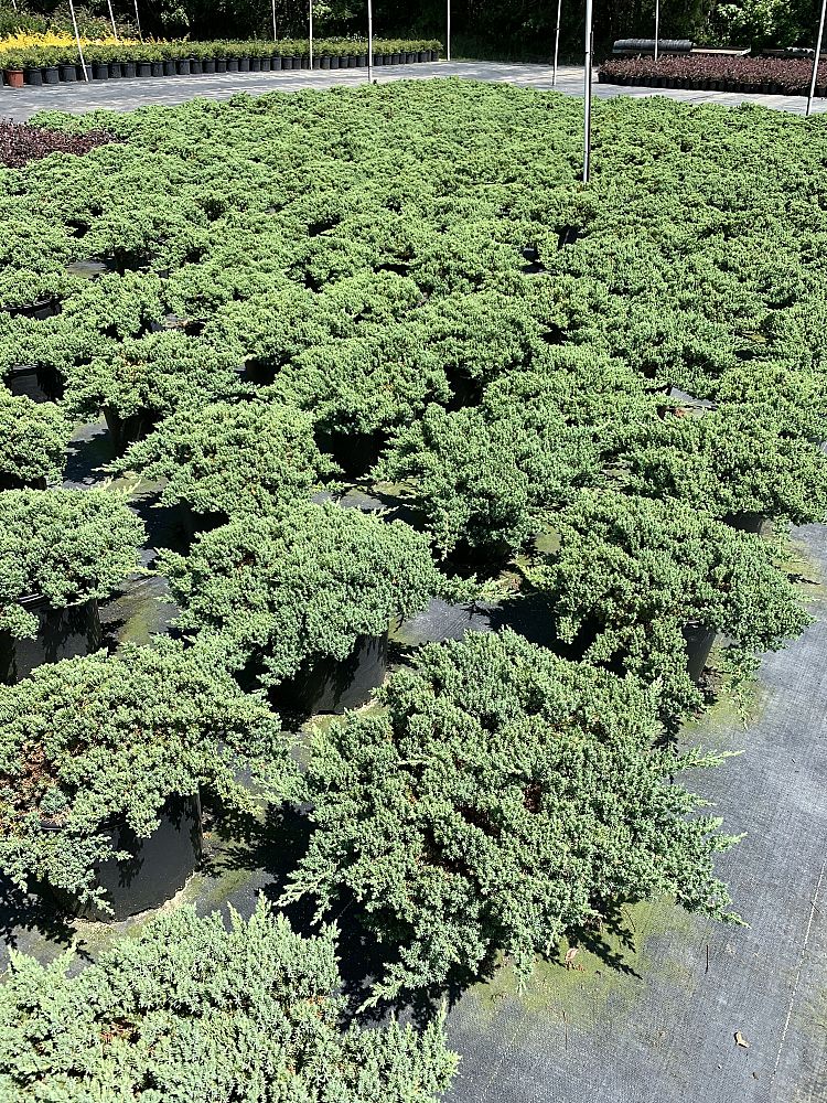 juniperus-procumbens-green-mound-dwarf-japanese-garden-juniper