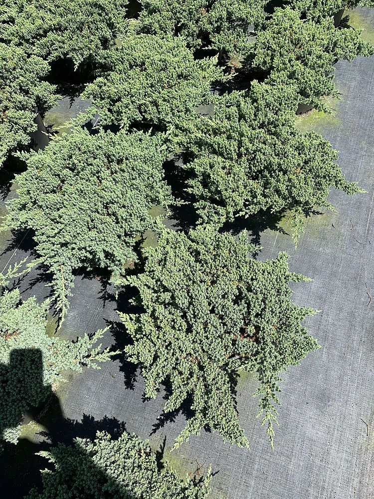 juniperus-procumbens-green-mound-dwarf-japanese-garden-juniper