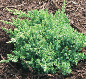 juniperus-procumbens-japanese-garden-juniper