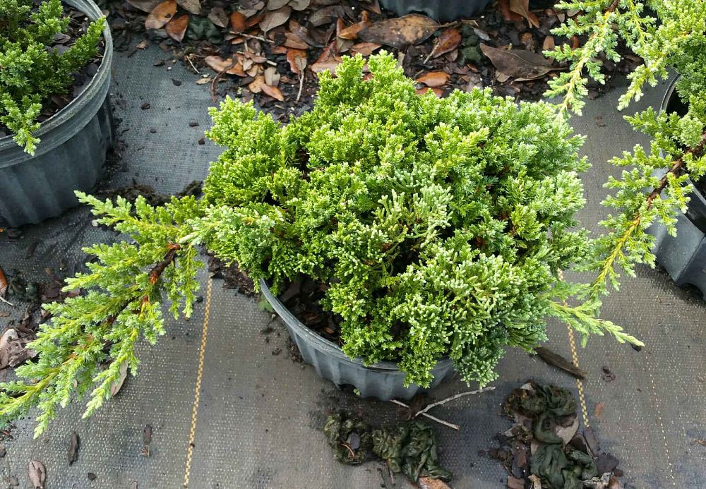 juniperus-procumbens-nana-green-mound-japanese-garden-juniper