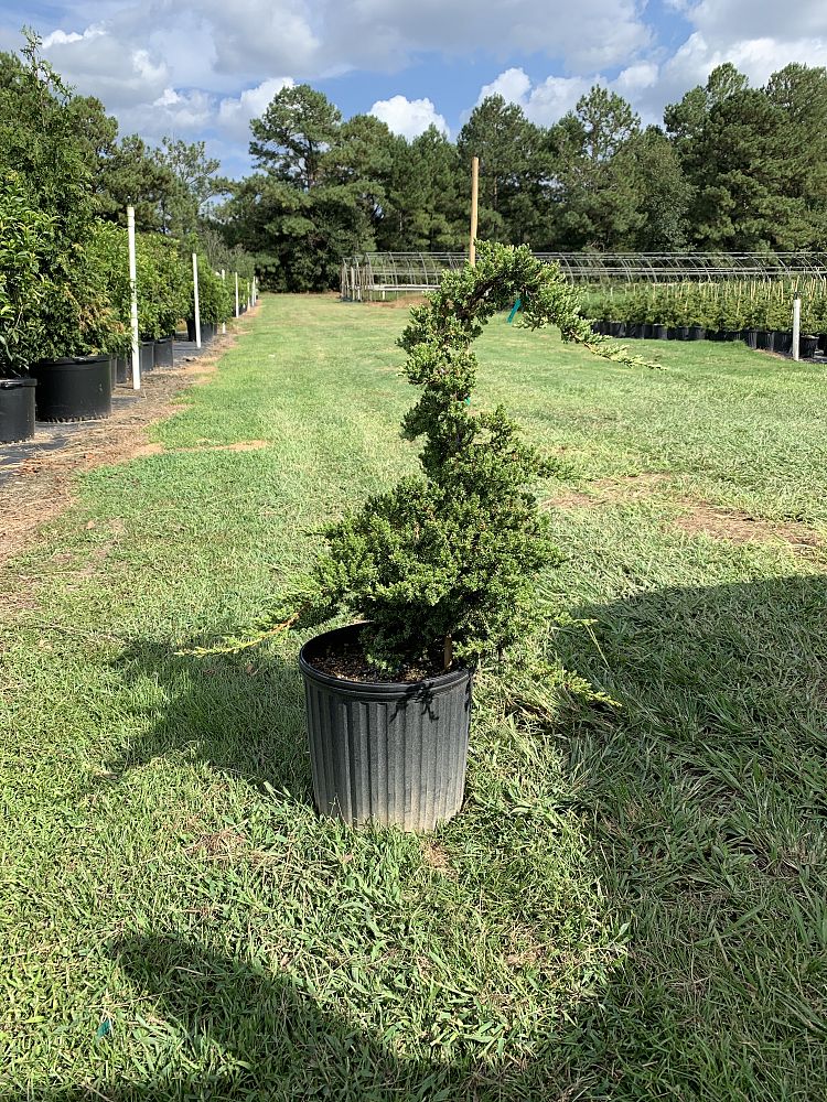juniperus-procumbens-nana-green-mound-japanese-garden-juniper