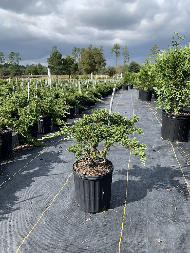 juniperus-procumbens-nana-green-mound-japanese-garden-juniper