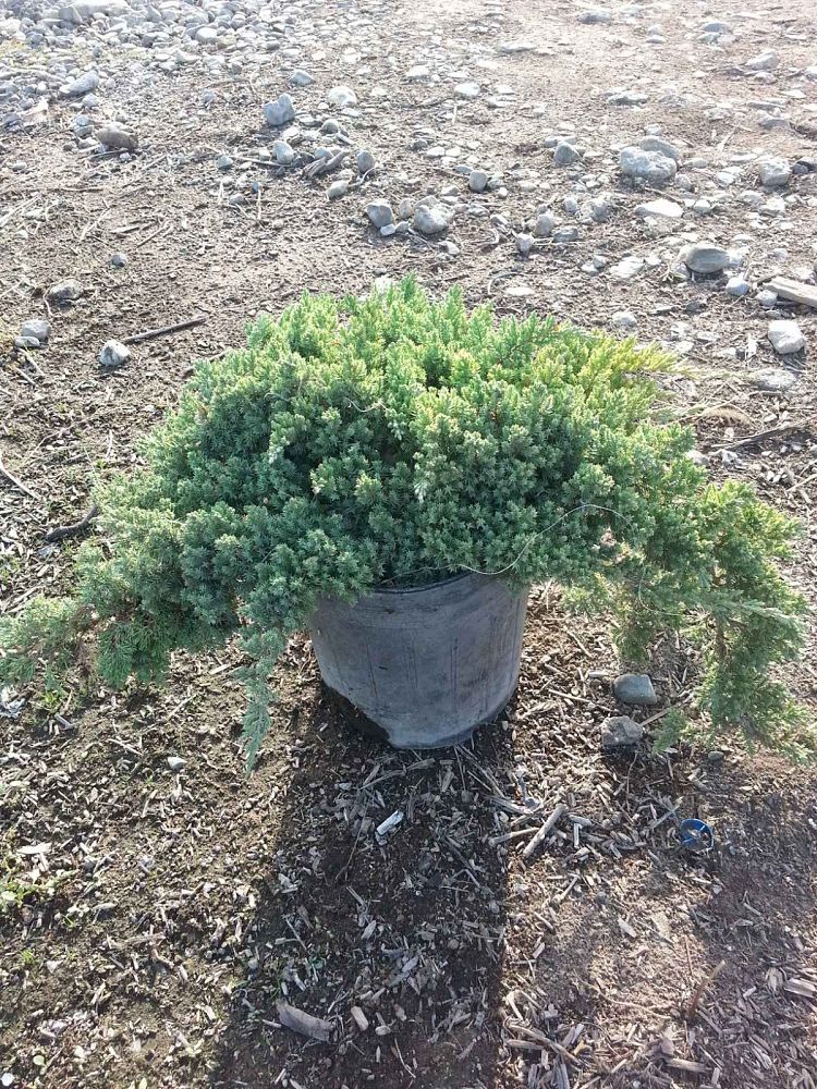 juniperus-procumbens-nana-japanese-garden-juniper