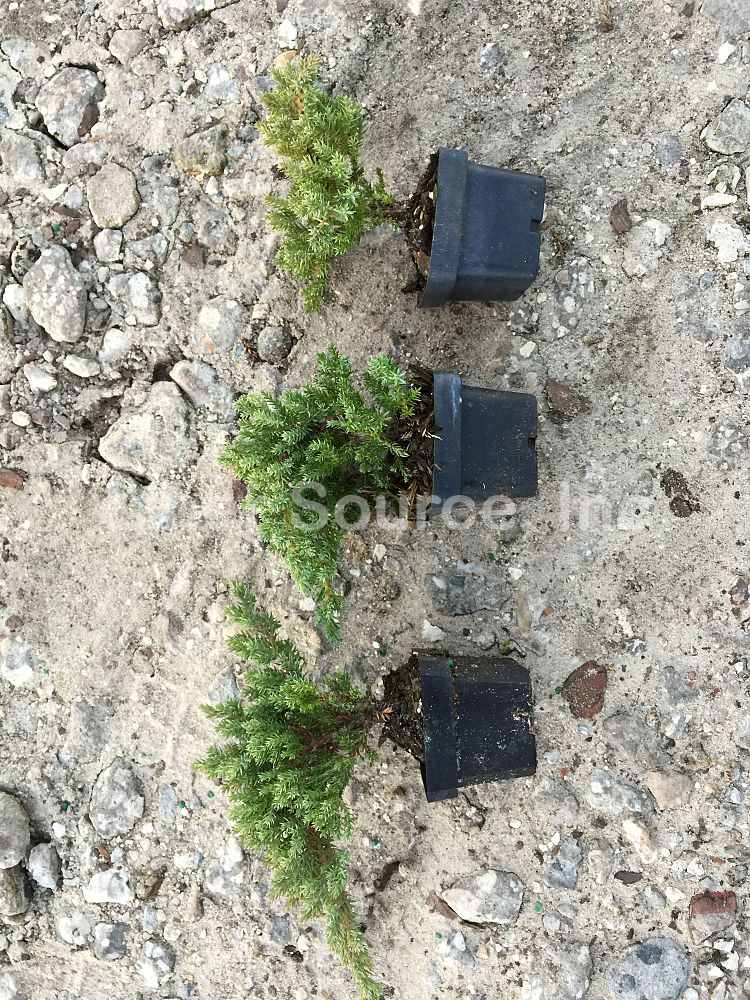 juniperus-procumbens-nana-japanese-garden-juniper