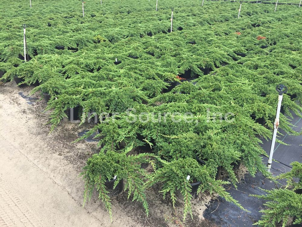 juniperus-procumbens-nana-japanese-garden-juniper