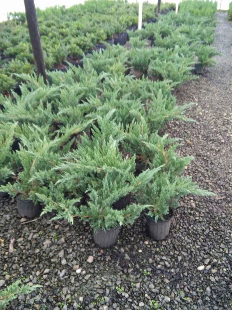 juniperus-procumbens-nana-japanese-garden-juniper