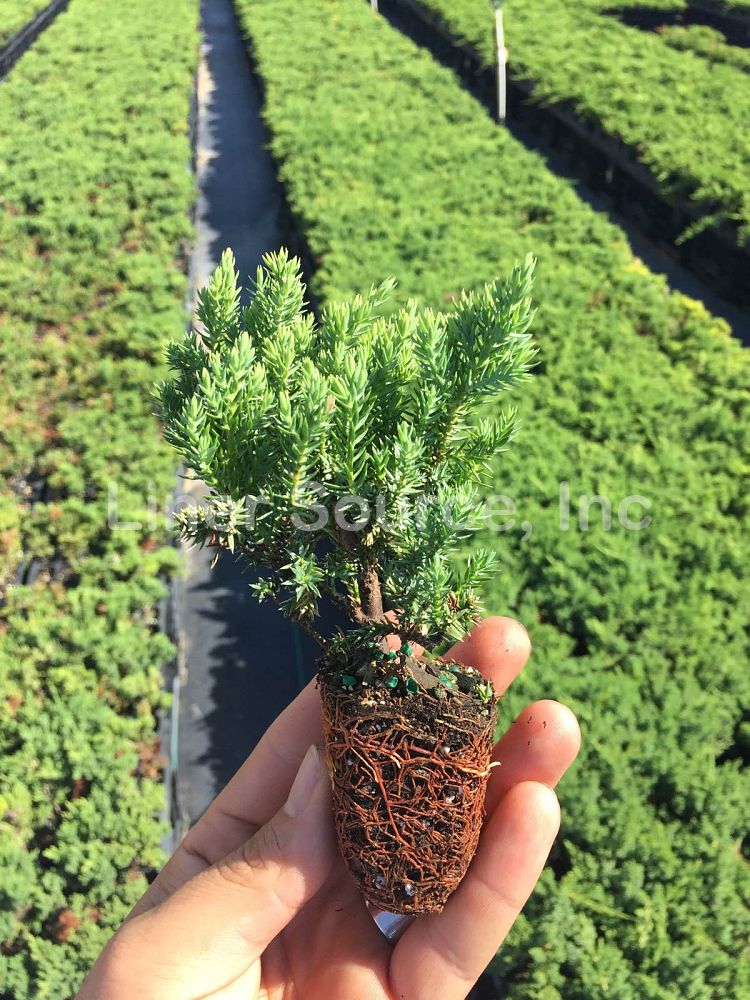 juniperus-procumbens-nana-japanese-garden-juniper