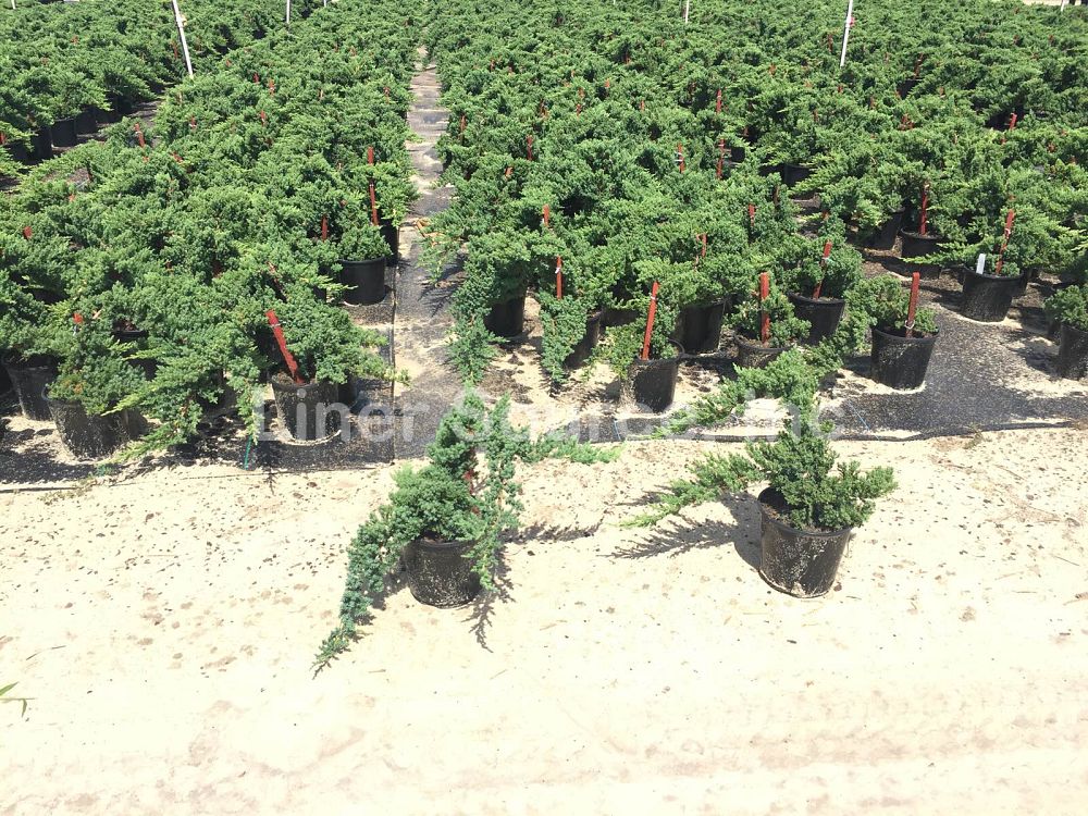 juniperus-procumbens-nana-japanese-garden-juniper