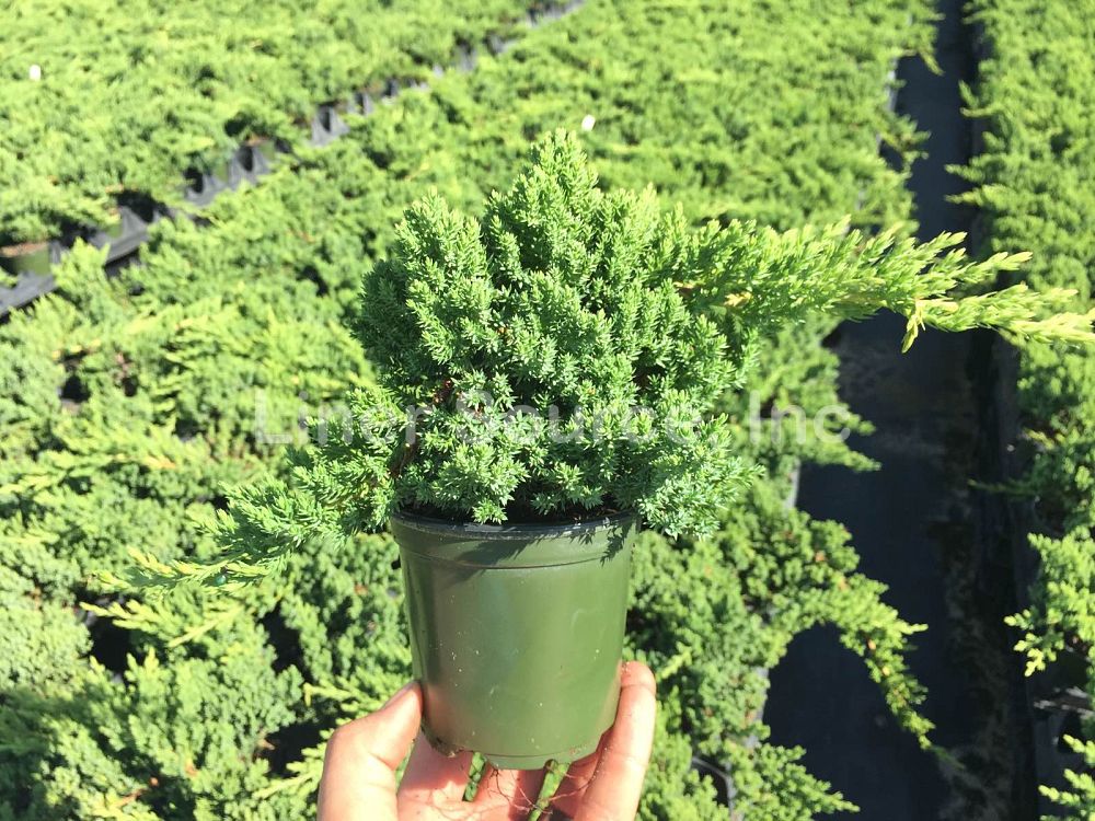 juniperus-procumbens-nana-japanese-garden-juniper