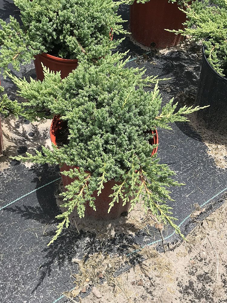 juniperus-procumbens-nana-japanese-garden-juniper