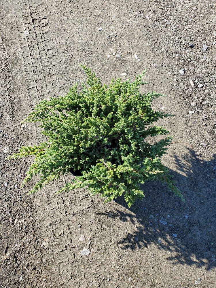 juniperus-procumbens-nana-japanese-garden-juniper