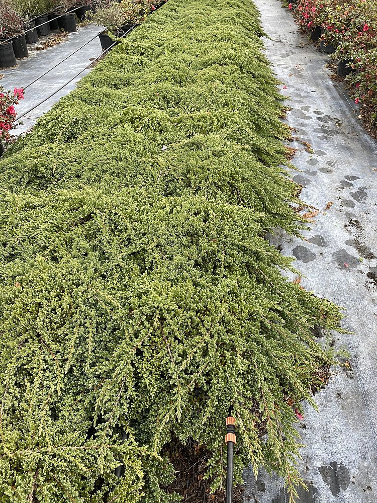 juniperus-procumbens-nana-japanese-garden-juniper