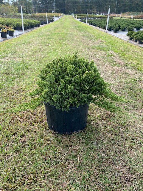 juniperus-procumbens-nana-japanese-garden-juniper
