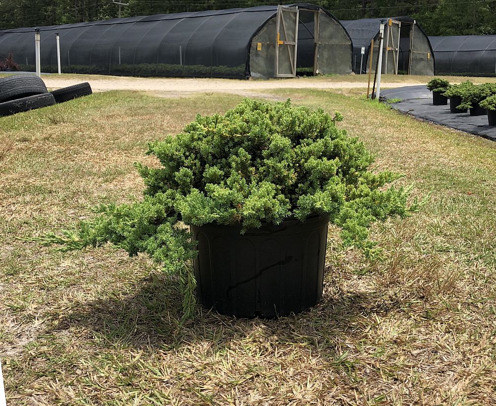 juniperus-procumbens-nana-japanese-garden-juniper