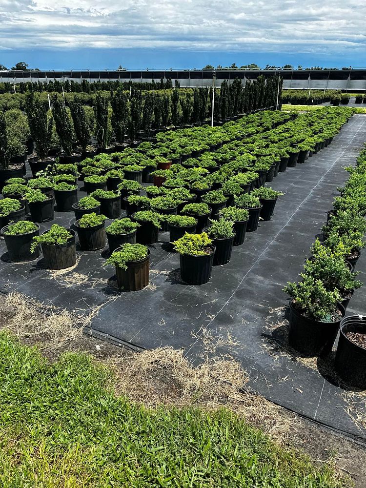 juniperus-procumbens-nana-japanese-garden-juniper
