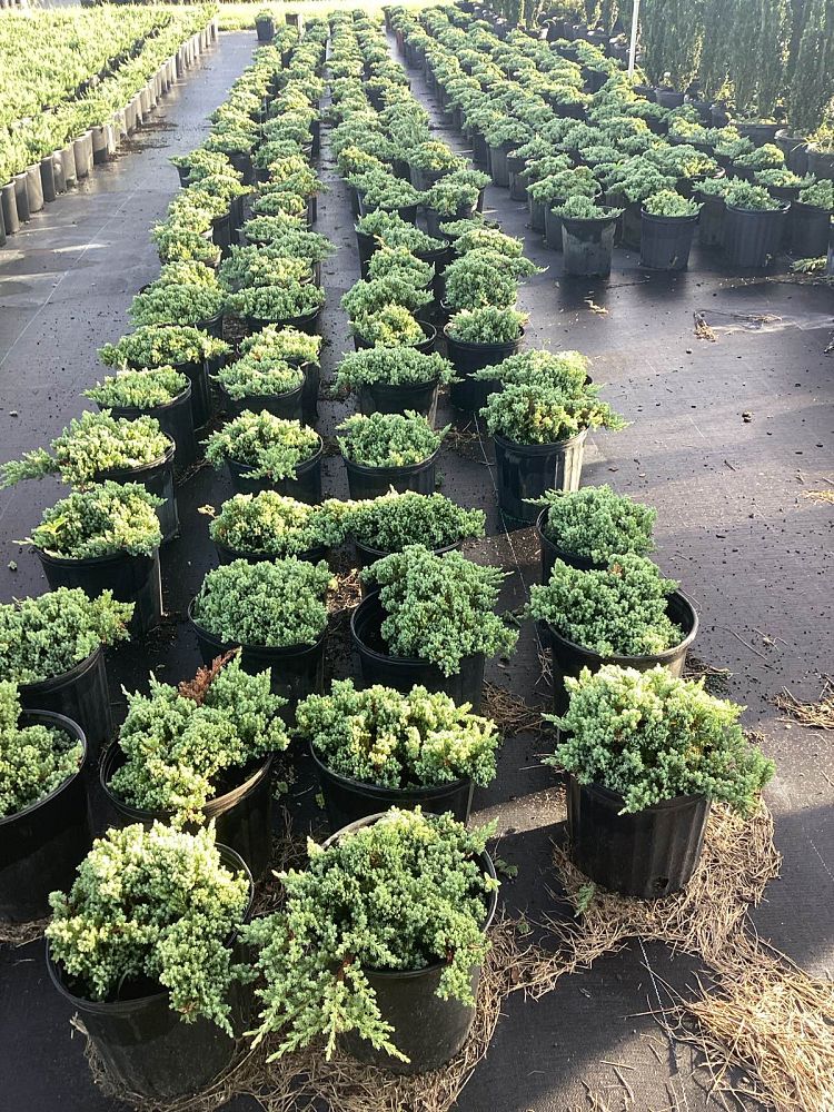 juniperus-procumbens-nana-japanese-garden-juniper