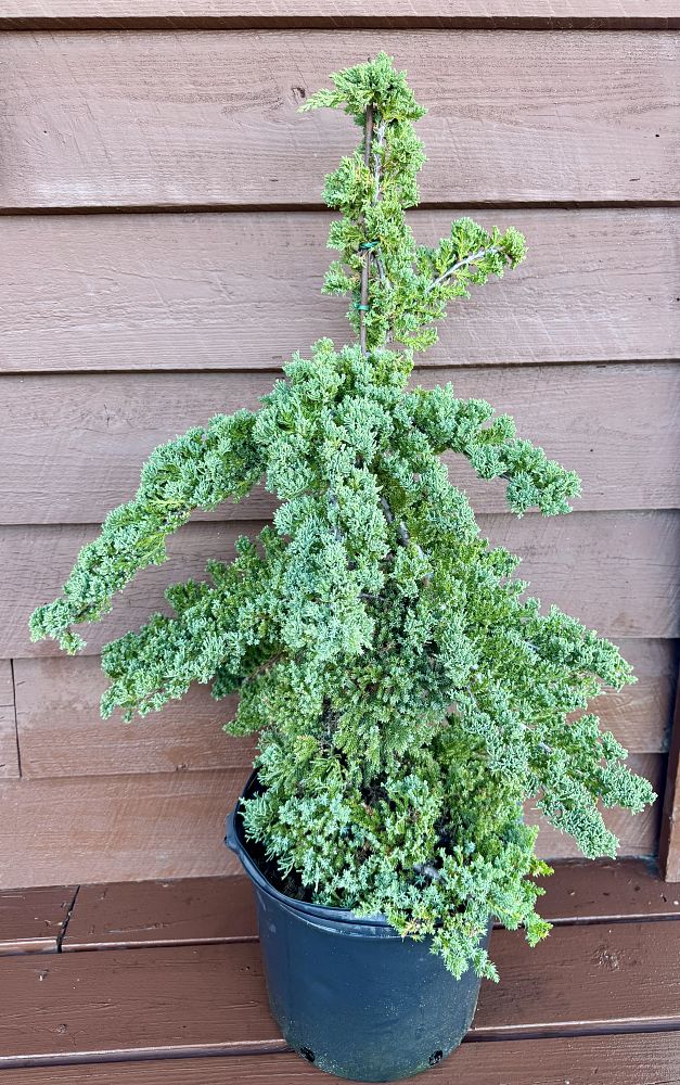 juniperus-procumbens-nana-japanese-garden-juniper
