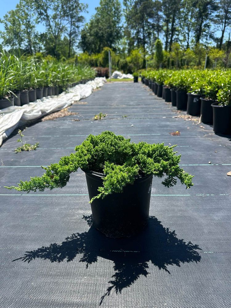 juniperus-procumbens-nana-japanese-garden-juniper