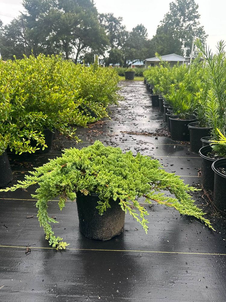 juniperus-procumbens-nana-japanese-garden-juniper