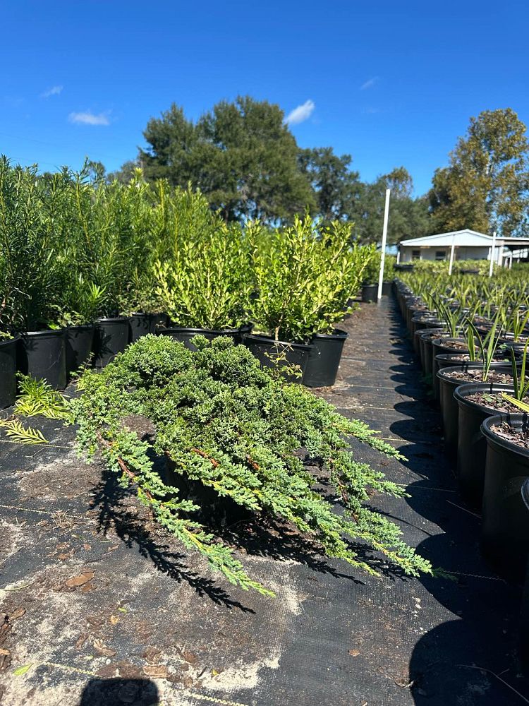 juniperus-procumbens-nana-japanese-garden-juniper