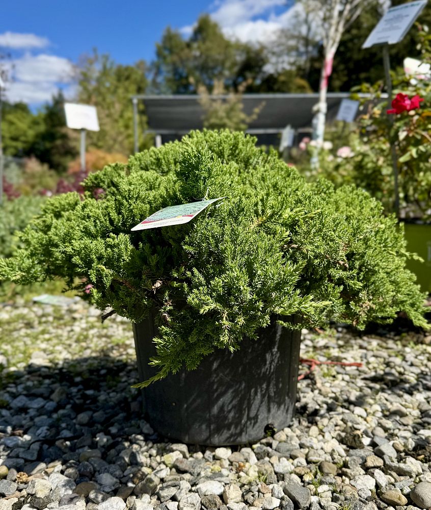 juniperus-procumbens-nana-japanese-garden-juniper