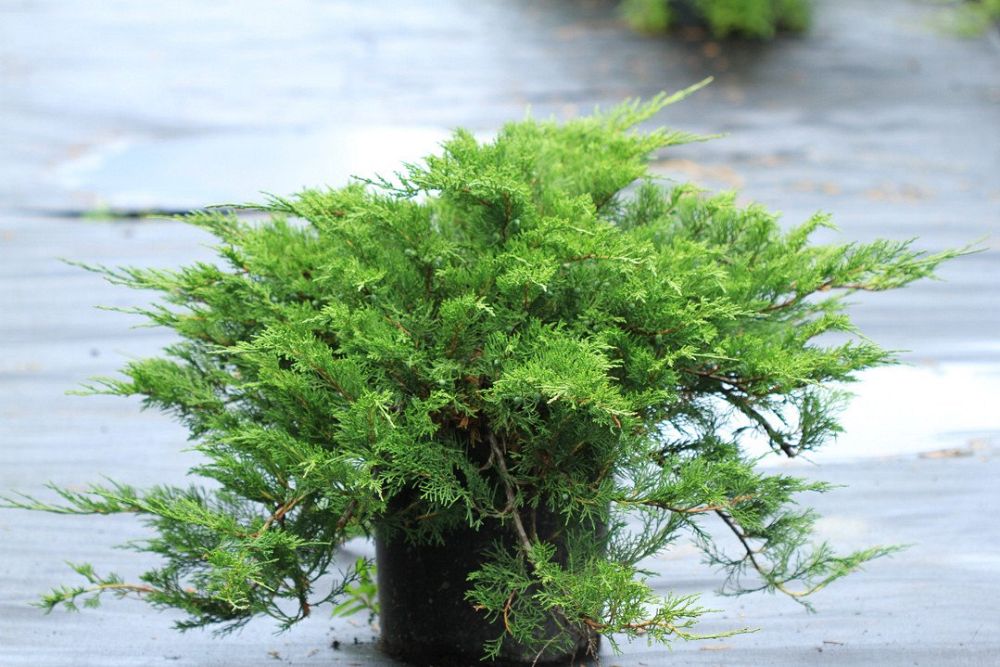 juniperus-sabina-buffalo-savin-juniper