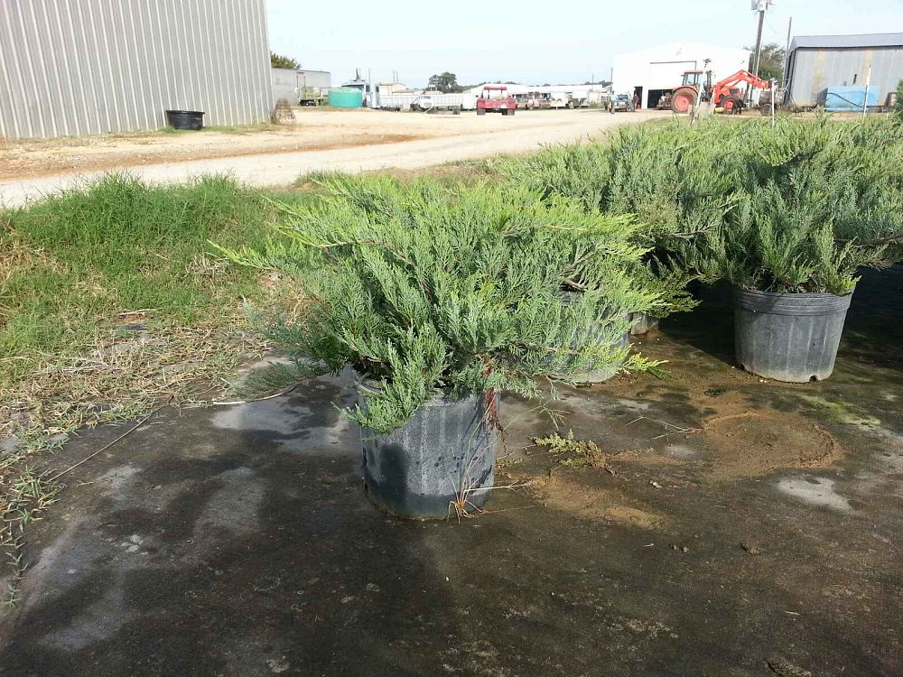 juniperus-sabina-tamariscifolia-tammy-juniper-savin-juniper