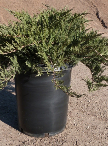juniperus-sabina-tamariscifolia-tammy-juniper-savin-juniper
