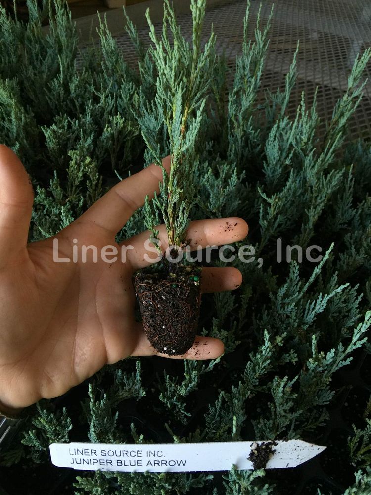 juniperus-scopulorum-blue-arrow-rocky-mountain-juniper