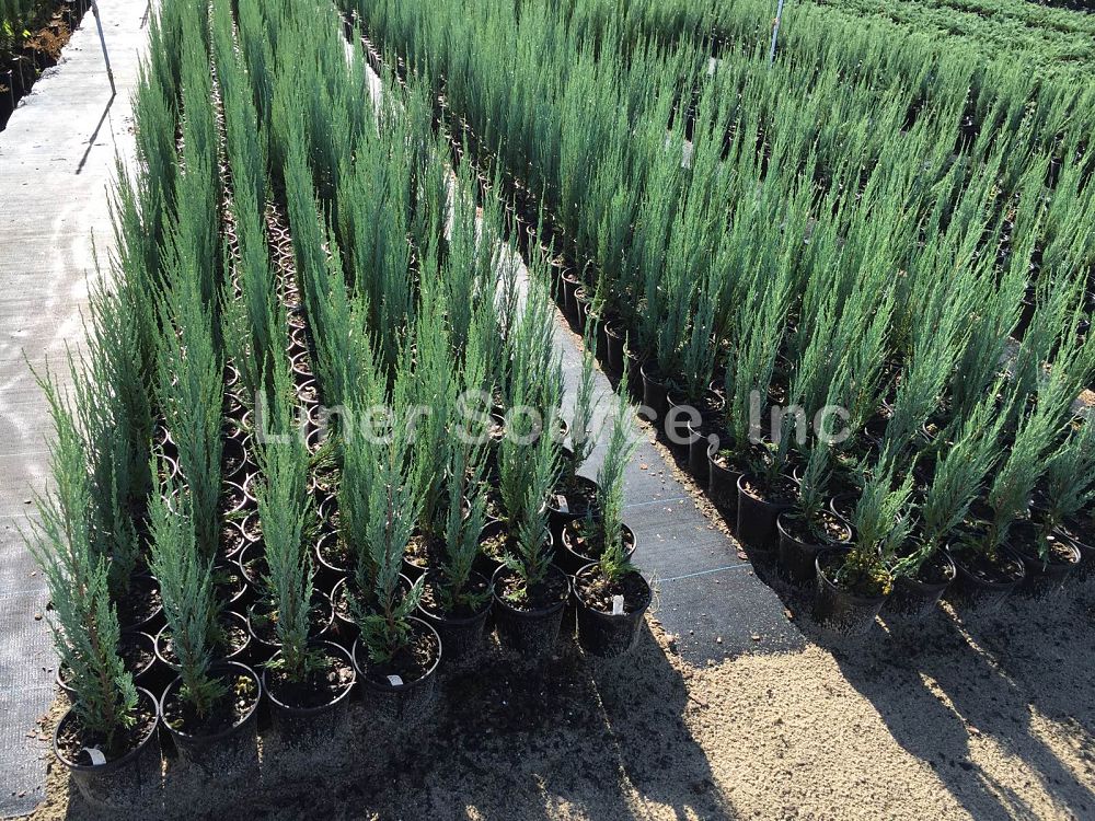 juniperus-scopulorum-blue-arrow-rocky-mountain-juniper