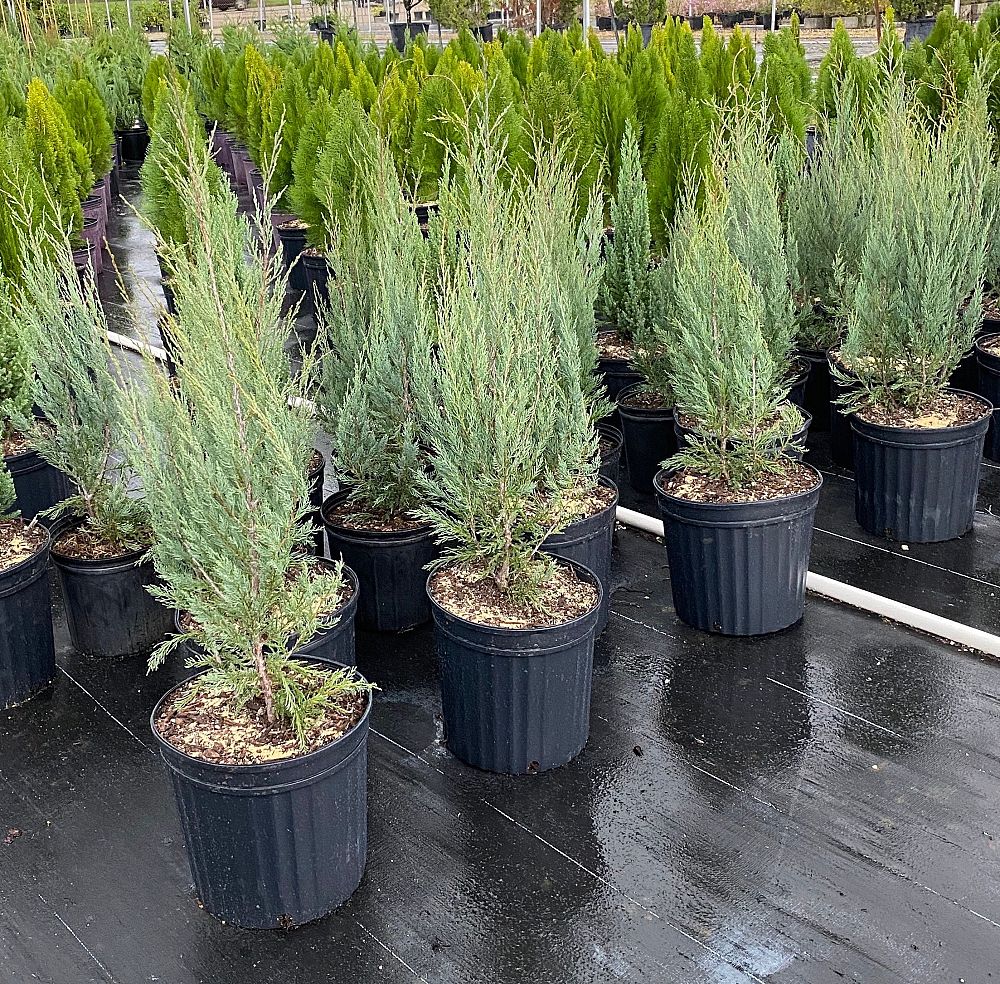 juniperus-scopulorum-blue-arrow-rocky-mountain-juniper