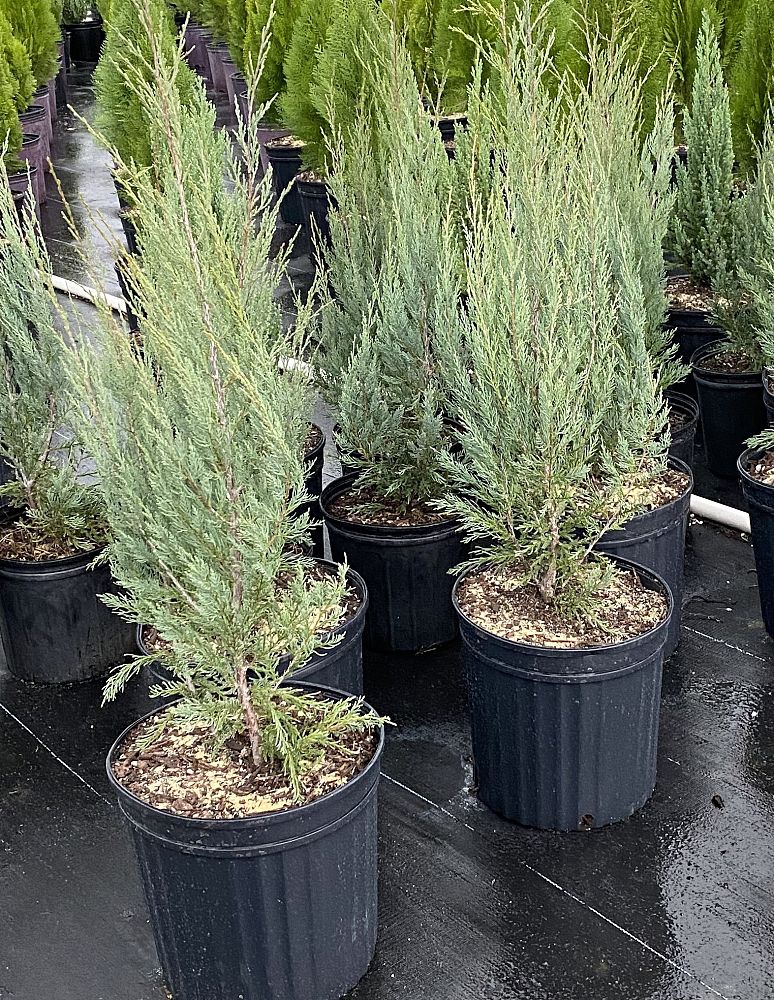 juniperus-scopulorum-blue-arrow-rocky-mountain-juniper