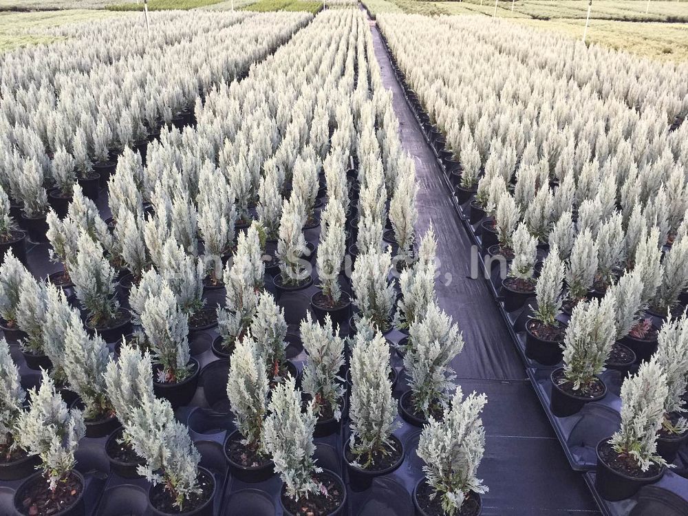 juniperus-scopulorum-moonglow-rocky-mountain-juniper